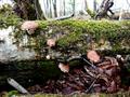 Sawtooth oak mushroom ، black forest mushroom ، golden oak mushroom ، oakwood mushroom